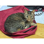 Ищет дом кот, который умеет любить