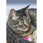 Ищет дом кот, который умеет любить