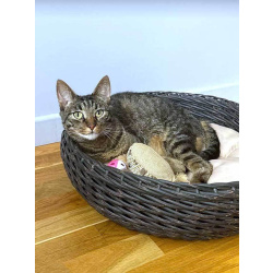 Ищет дом кот, который умеет любить