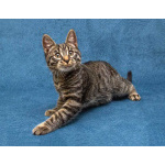 Ласковый и нежный малыш Тигрик ищет дом и любящее сердце