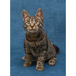 Ласковый и нежный малыш Тигрик ищет дом и любящее сердце