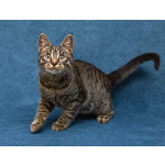 Ласковый и нежный малыш Тигрик ищет дом и любящее сердце