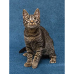 Ласковый и нежный малыш Тигрик ищет дом и любящее сердце