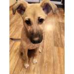 Люся, щенок, который очень хочет быть чьей-то