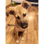 Люся, щенок, который очень хочет быть чьей-то