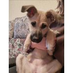 Люся, щенок, который очень хочет быть чьей-то