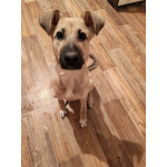 Люся, щенок, который очень хочет быть чьей-то