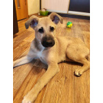 Люся, щенок, который очень хочет быть чьей-то