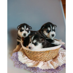 Щенки Хаски