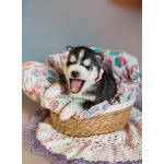 Щенки Хаски