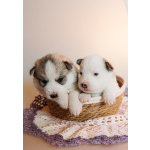 Щенки Хаски