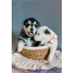 Щенки Хаски