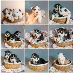 Щенки Хаски