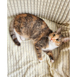 Ищет дом трехцветная кошечка-подросток