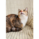 Ищет дом трехцветная кошечка-подросток