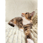 Ищет дом трехцветная кошечка-подросток