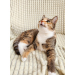 Ищет дом трехцветная кошечка-подросток