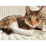 Ищет дом трехцветная кошечка-подросток