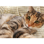 Ищет дом трехцветная кошечка-подросток