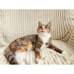 Ищет дом трехцветная кошечка-подросток