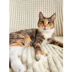 Котенок девочка трехцветная, 4 месяца, ищет дом.