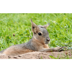 Патагонская мара