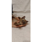 Мальчик европейской бурмы