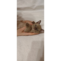 Мальчик европейской бурмы