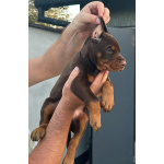 Доберман – щенки на продажу