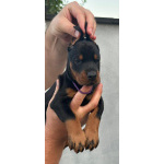 Доберман – щенки на продажу