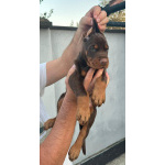 Доберман – щенки на продажу