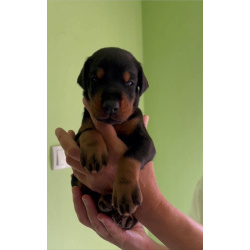 Доберман – щенки на продажу