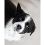 Чудесный щенок Чижик ищет дом.