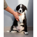 Чудесный щенок Чижик ищет дом.