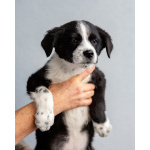 Чудесный щенок Чижик ищет дом.