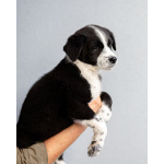 Чудесный щенок Чижик ищет дом.