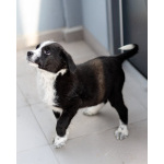 Чудесный щенок Чижик ищет дом.