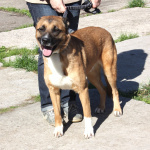 Добраый, ласковый Тоша -собака компаньон очень ждет свою семью!