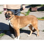 Добраый, ласковый Тоша -собака компаньон очень ждет свою семью!