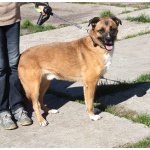 Добраый, ласковый Тоша -собака компаньон очень ждет свою семью!