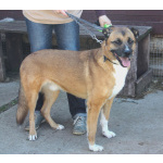 Добраый, ласковый Тоша -собака компаньон очень ждет свою семью!