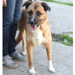 Добраый, ласковый Тоша -собака компаньон очень ждет свою семью!