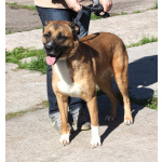 Добраый, ласковый Тоша -собака компаньон очень ждет свою семью!