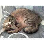 Котик Мыш ищет дом!