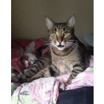 Котик Мыш ищет дом!