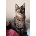 Котик Мыш ищет дом!