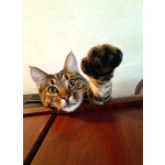 Котик Мыш ищет дом!