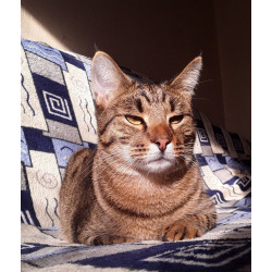 Котик Мыш ищет дом!