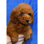 Пуделя щенок миниатюрный рыжий мальчик Уно Моменто