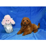 Пуделя щенок миниатюрный рыжий мальчик Уно Моменто